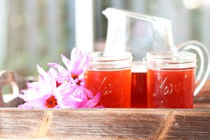 Wildberry Hibiscus Pu'erh Kombucha recipe. Refreshing, tart, slightly sweet and bubbly. Easy to make yourself. You will not find this flavor in stores.