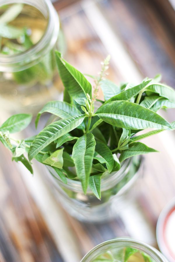 Lemon Verbena Kombucha is fragrant with a sweet, light lemon flavor. It's simple to make, refreshing and my favorite kombucha flavor of all time.