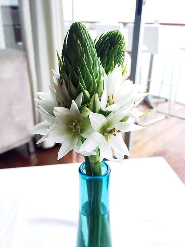 Trip To Peru. Asparagus flower