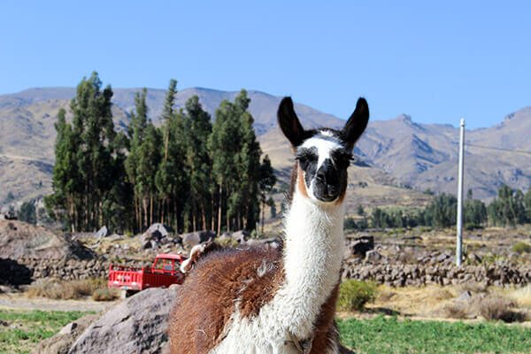 Trip To Peru. Llama in Yanque