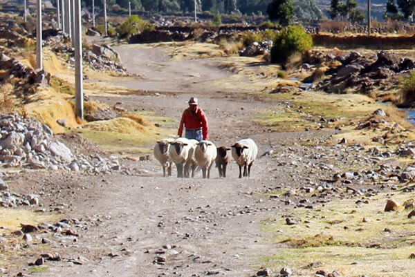 Trip To Peru. Farmer in Yanque herding his sheep