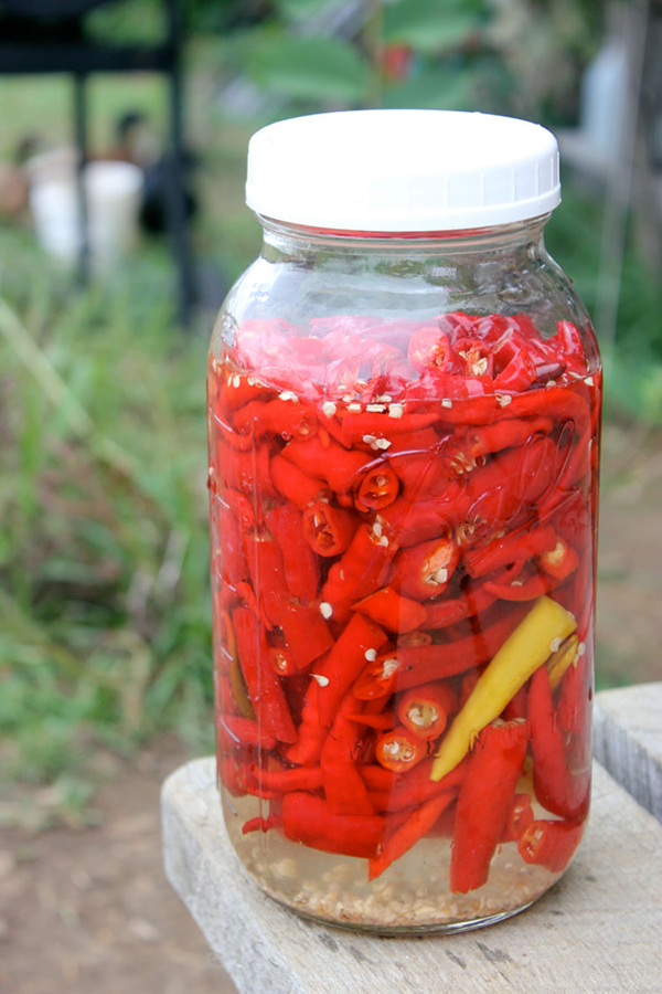 There are endless variations of Fermented Hot Sauce Recipes that can be made with any type of peppers, herbs and fruit. Get the top recipes here. 